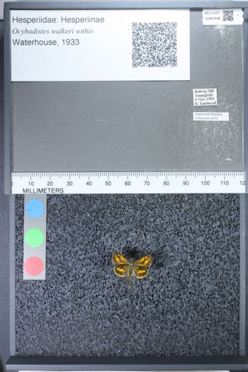 Media type: image;   Entomology 61656